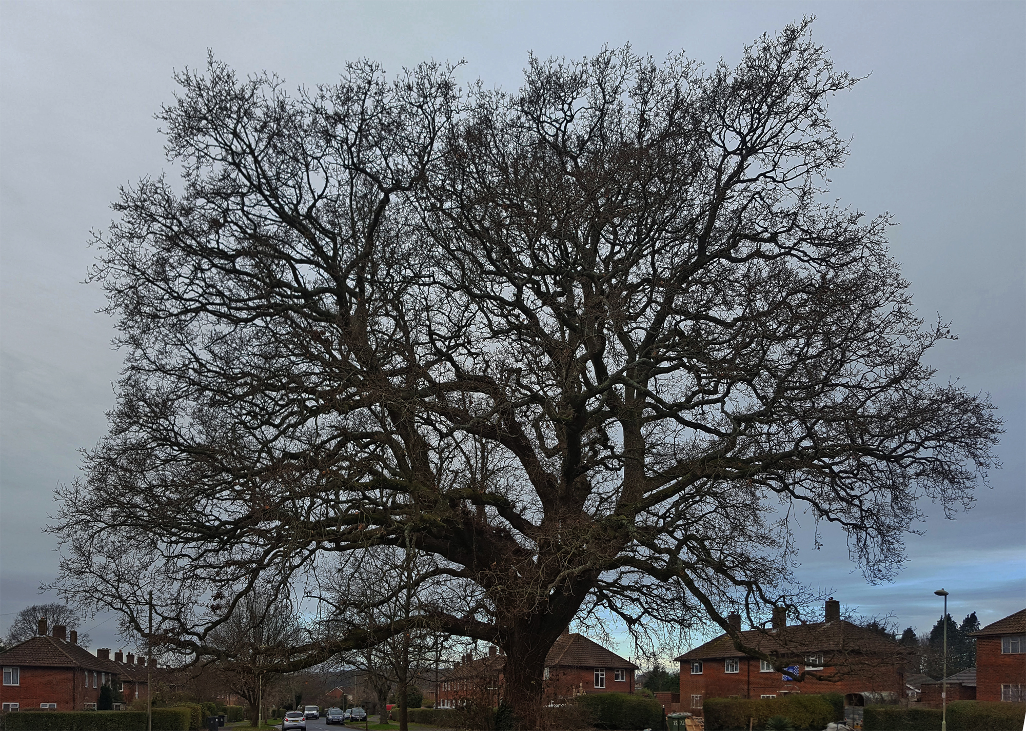 Merchistoun Oak Jan 2019